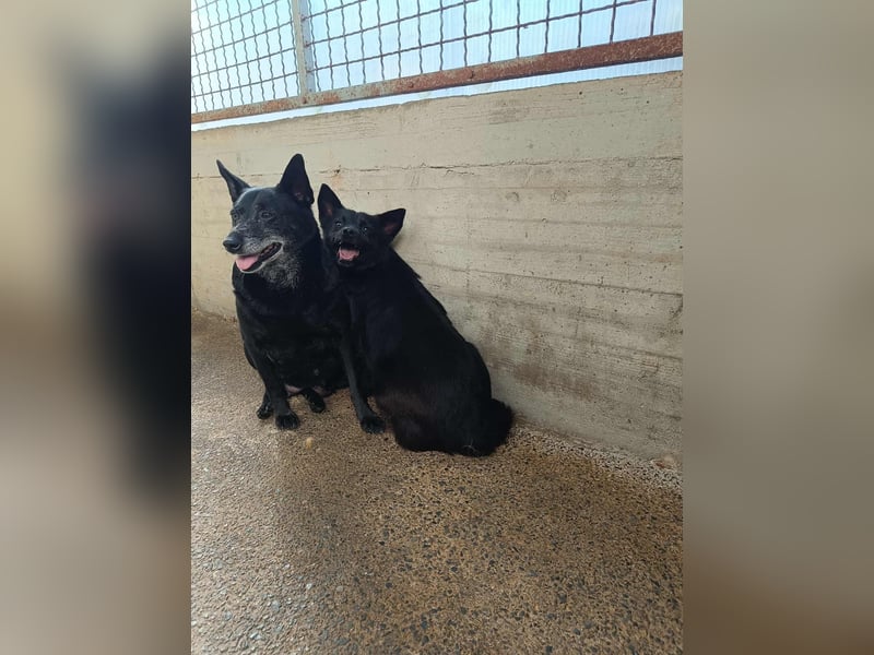 hübsche Mischlings Hündin Summer sucht ein Zuhause oder Pflegestelle