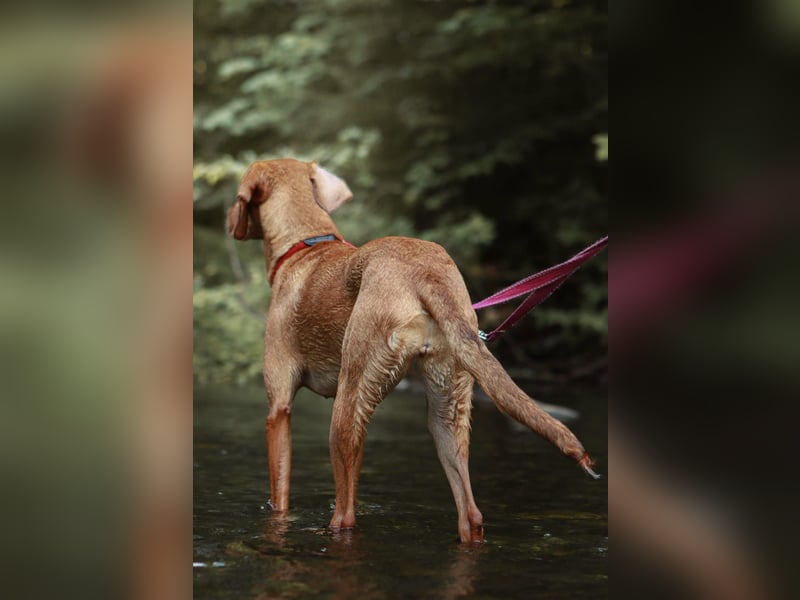 Aktive Jagdhund Mischlingshündin Raquel sucht ihre Menschen