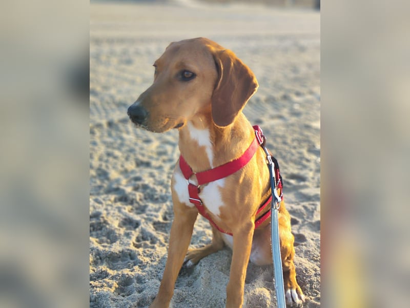 Aktive Jagdhund Mischlingshündin Raquel sucht ihre Menschen