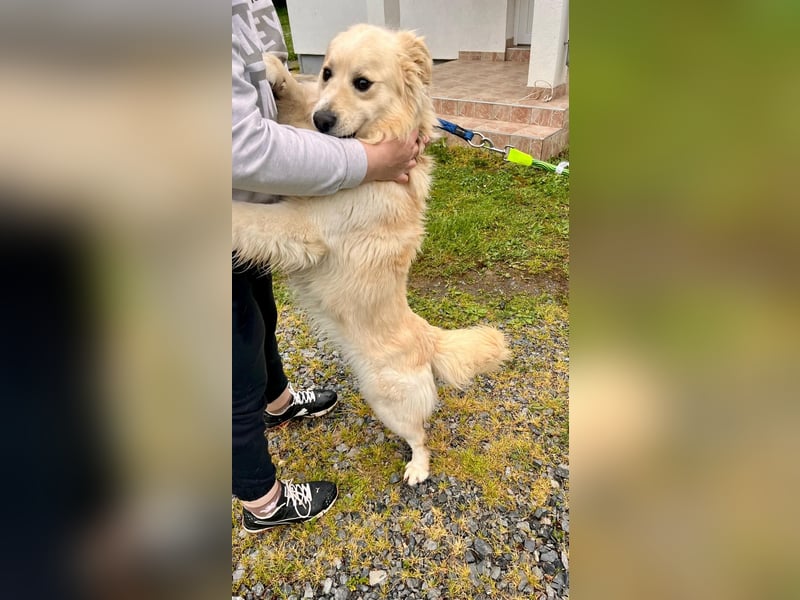 Sonnenschein Mischlingsrüde Cooper sucht seine Familie