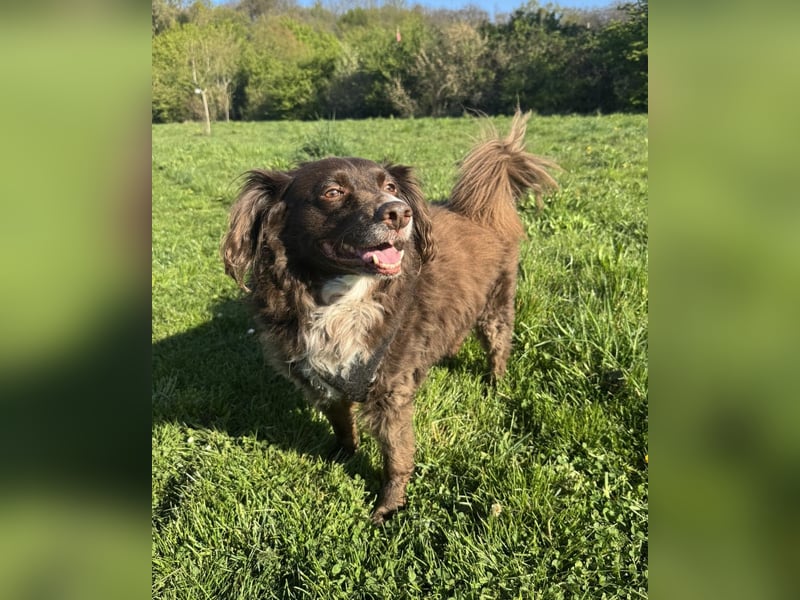 Schüchterner Mischlingsrüde Milo sucht seine Menschen