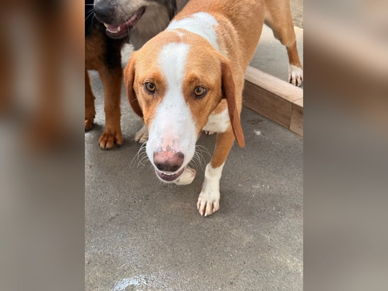 Goldschatz, Bracken Mix Chaplin sucht sein zuhause