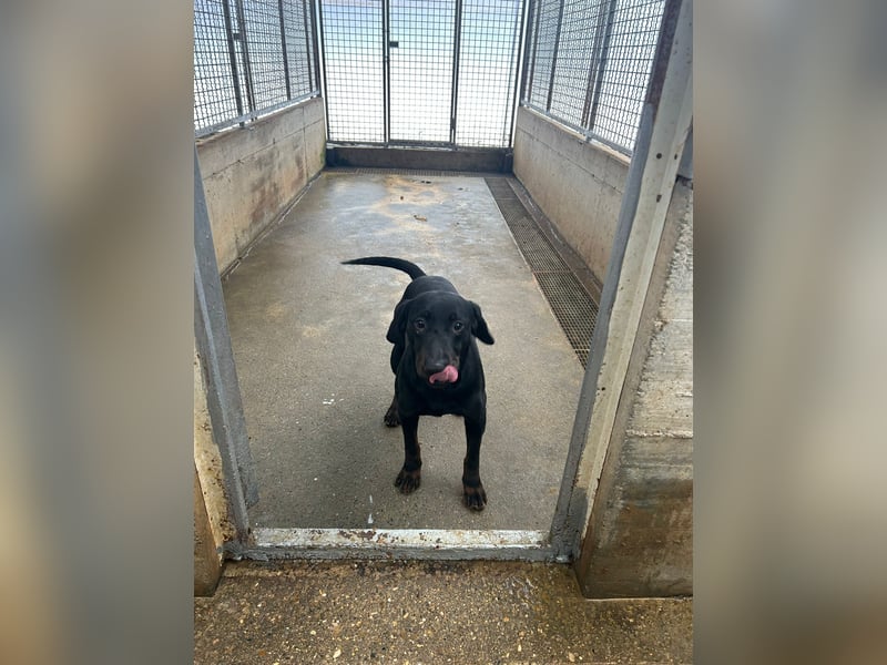 Trauriger Mischingsrüde Nox sehnt sich nach Kuscheleinheiten