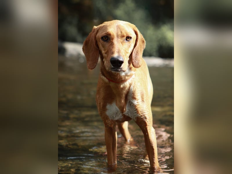 Aktive Jagdhund Mischlingshündin Raquel sucht ihre Menschen