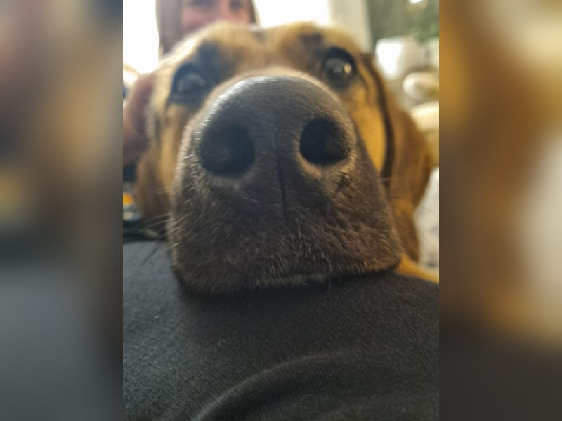 Hübsche Mischlingshündin Jane sucht ihre Kuschelmenschen