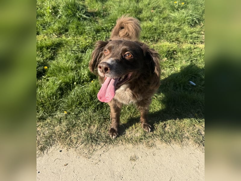 Schüchterner Mischlingsrüde Milo sucht seine Menschen