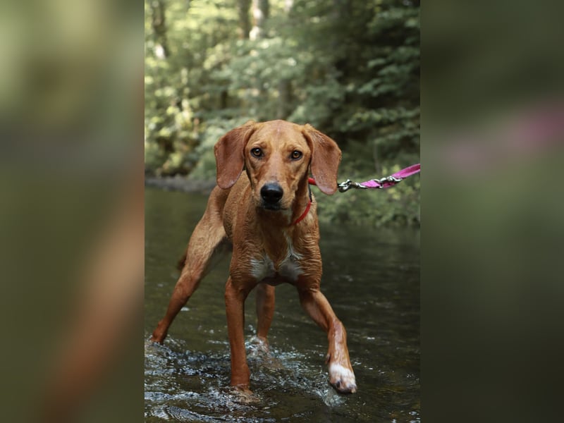 Aktive Jagdhund Mischlingshündin Raquel sucht ihre Menschen