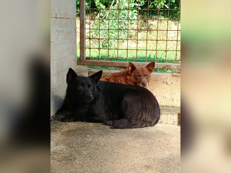 hübsche Mischlings Hündin Summer sucht ein Zuhause oder Pflegestelle