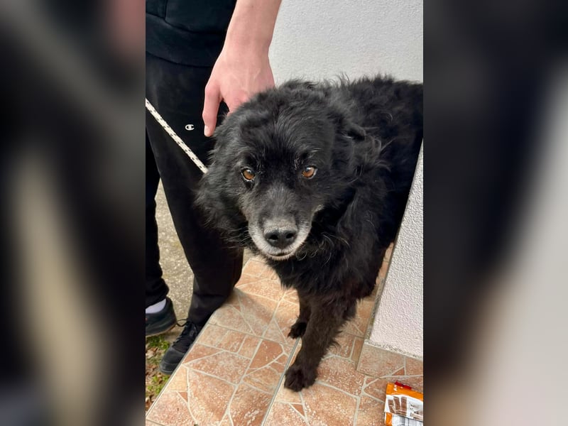 Lieber Mischlingsrüde Simba sucht dringend ein zuhause