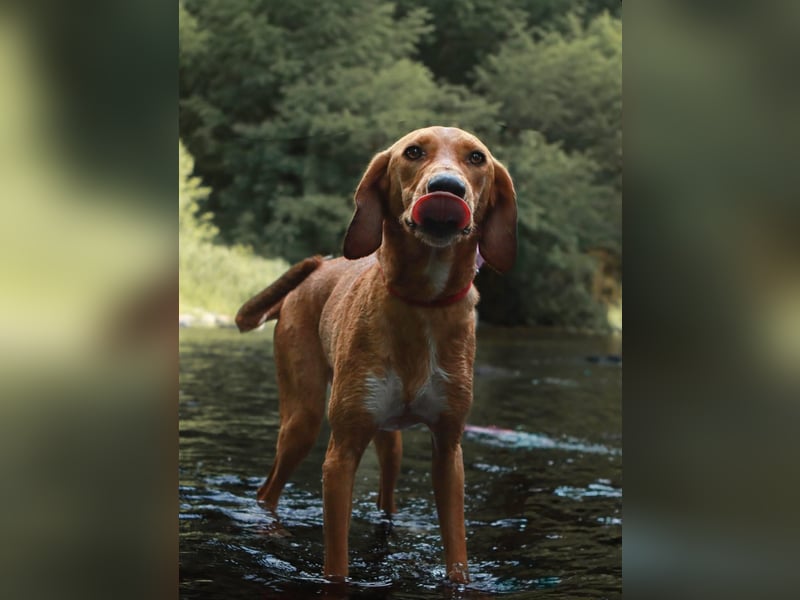 Aktive Jagdhund Mischlingshündin Raquel sucht ihre Menschen