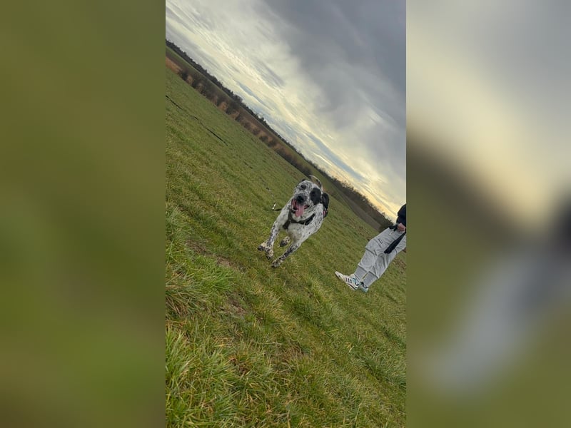 Herzenshund Bobby sucht seine Herzensmenschen