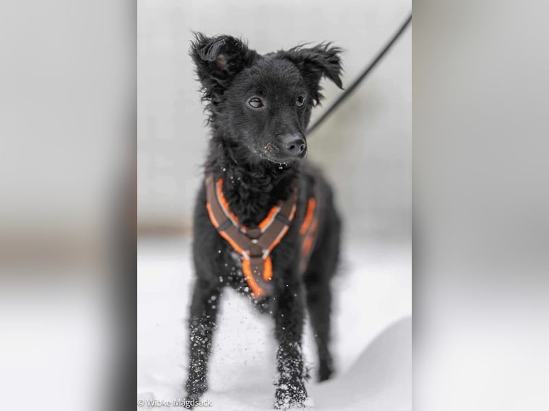 Kleine kroatische Schäferhündin Yuna sucht ihre Familie
