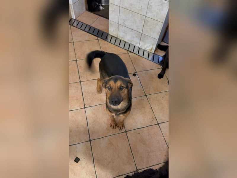 lieber junger Mischlings-Rüde Ravi sucht seine Familie