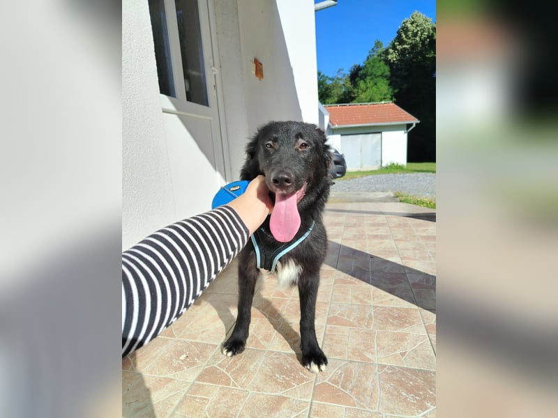 Lebenslustige Sunny sehnt sich nach einem zuhause