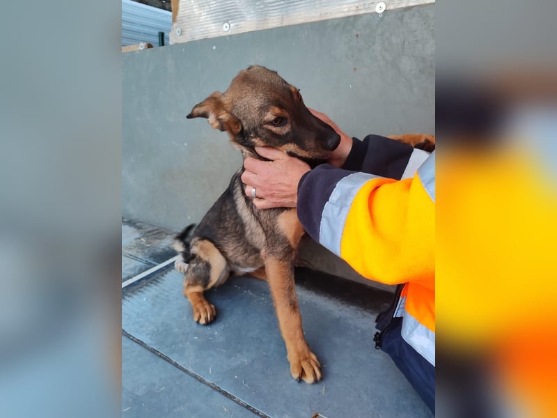 Süße Schäferhund Mischlingshündin Irina sucht ihre Familie