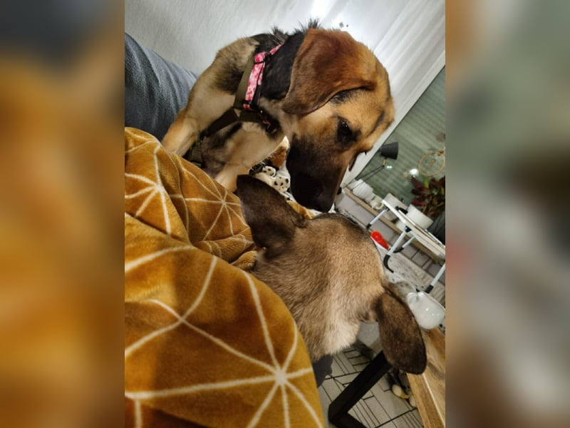 Hübsche Mischlingshündin Jane sucht ihre Kuschelmenschen