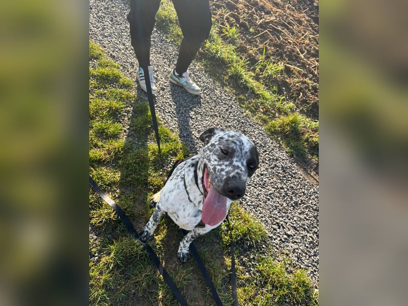 Herzenshund Bobby sucht seine Herzensmenschen