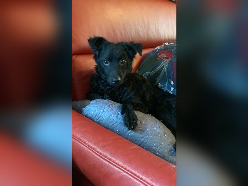 Kleine kroatische Schäferhündin Yuna sucht ihre Familie