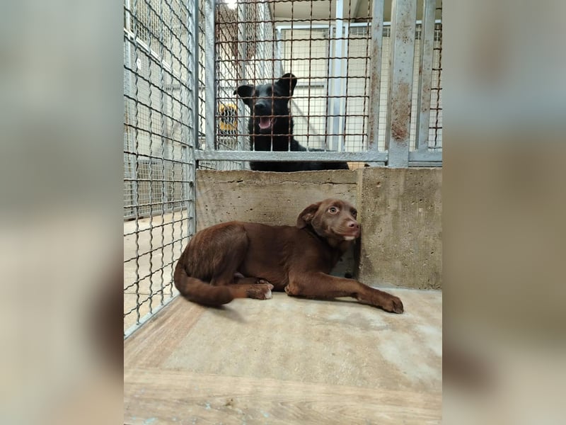 Welpe, Junghund Mischling Hazel sucht ein Körbchen