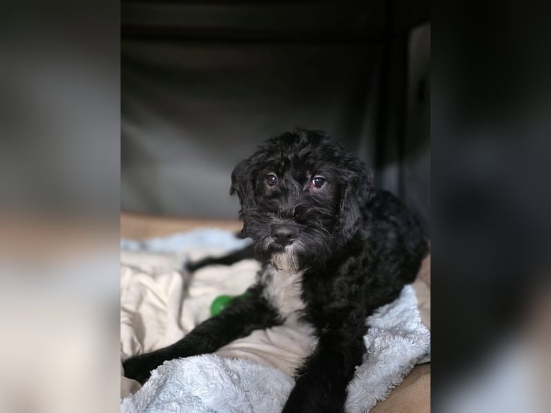 Kleiner Welpen Bub Elmo sucht seine eigene Familie