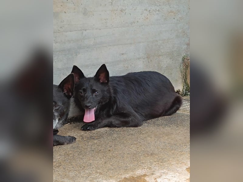 hübsche Mischlings Hündin Summer sucht ein Zuhause oder Pflegestelle