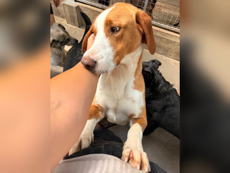 Goldschatz, Bracken Mix Chaplin sucht sein zuhause