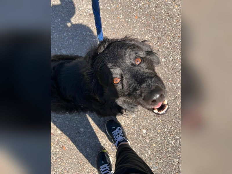 Lustiger kroatischer Schäferhund Dusty sucht Familie