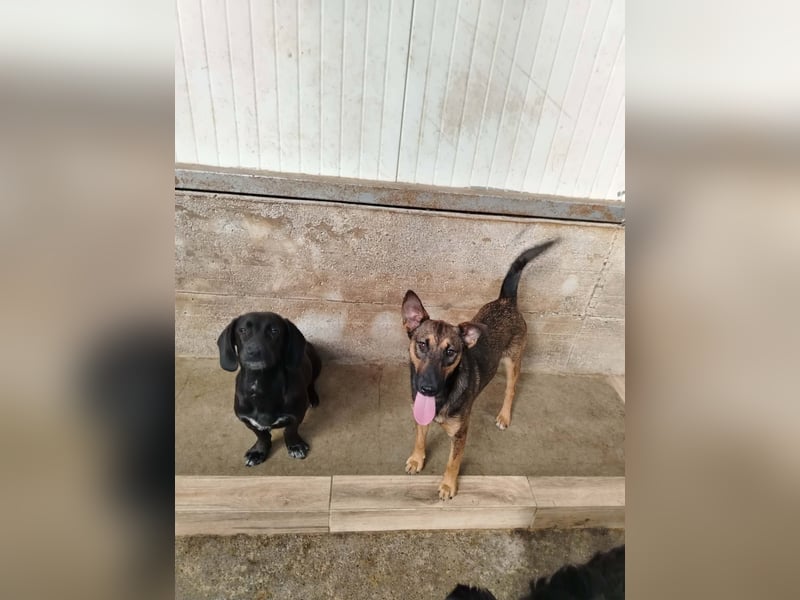 Aktive Schäferhund Mischlingshündin Dasha sucht zuhause