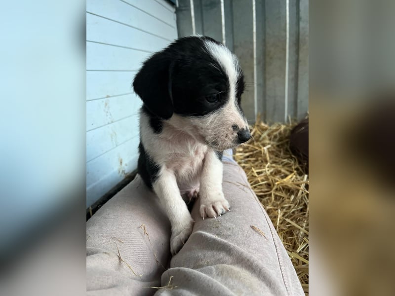 Süßer Welpen Bracken Mischlingsrüde Naruto sucht seine Familie