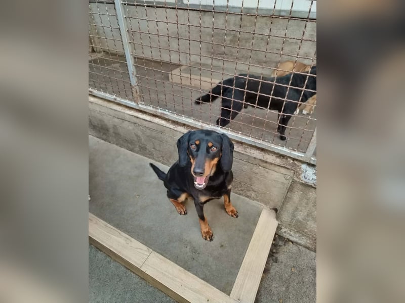 Hübsche Bracken Mischlingshündin Claire sucht ihre Menschen