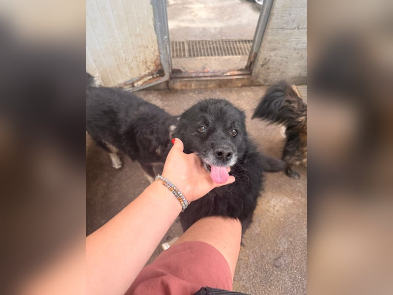 Lieber Mischlingsrüde Simba sucht dringend ein zuhause