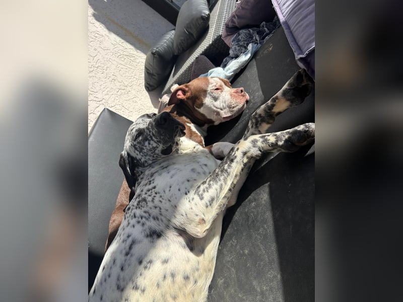 Herzenshund Bobby sucht seine Herzensmenschen