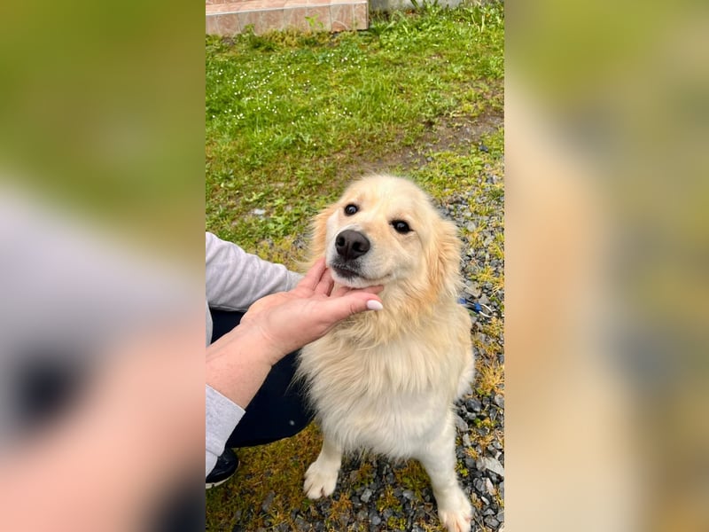 Sonnenschein Mischlingsrüde Cooper sucht seine Familie