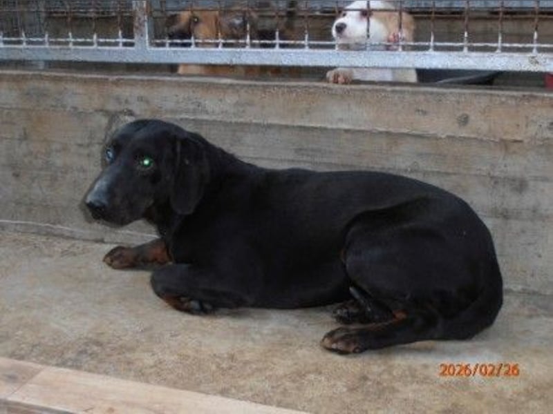 Trauriger Mischingsrüde Nox sehnt sich nach Kuscheleinheiten