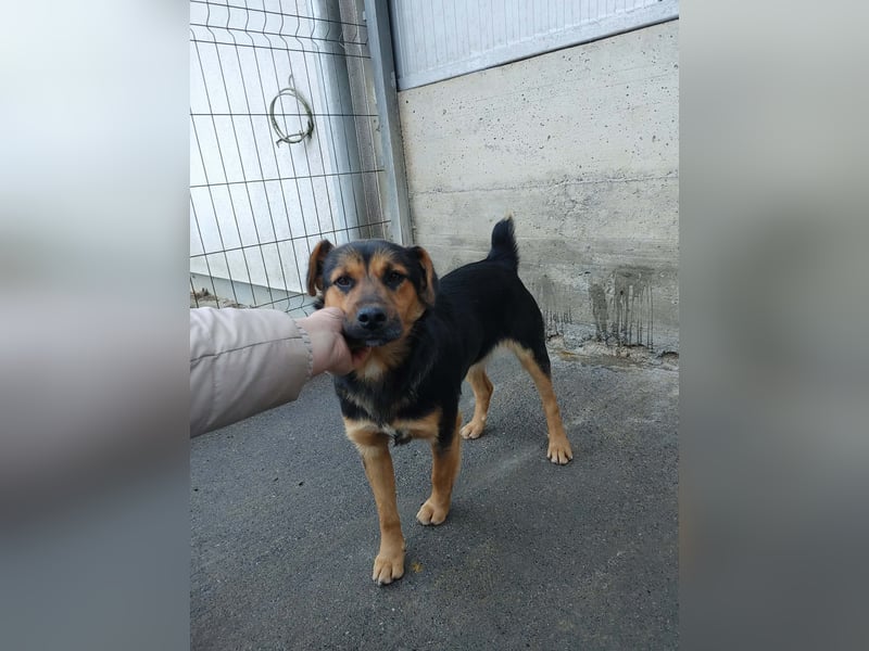 Süßer Mischlingsrüde Benni wünscht sich eine Familie