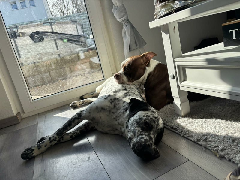 Herzenshund Bobby sucht seine Herzensmenschen