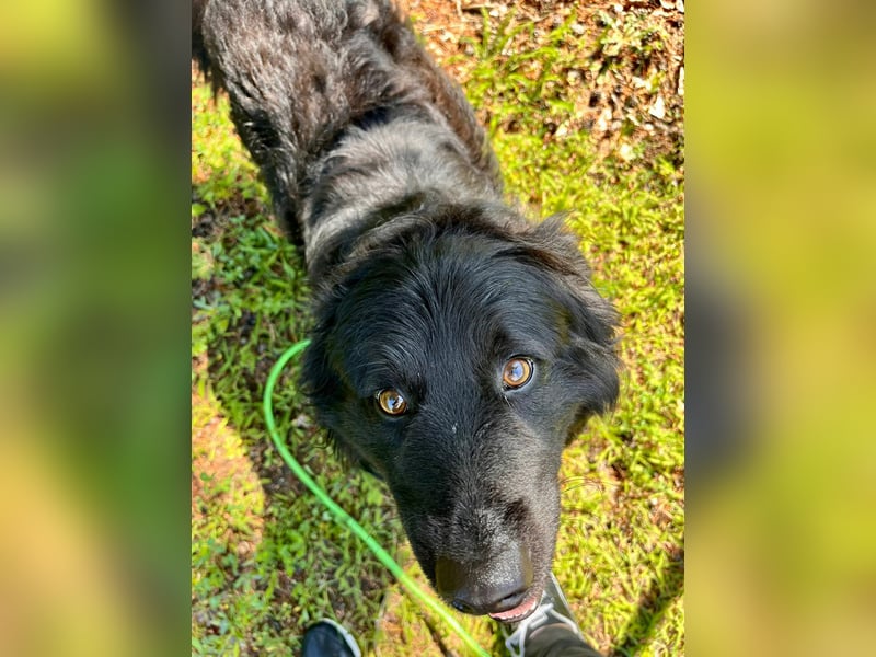 Lustiger kroatischer Schäferhund Dusty sucht Familie