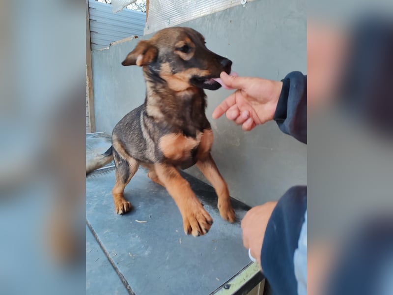 Süße Schäferhund Mischlingshündin Irina sucht ihre Familie