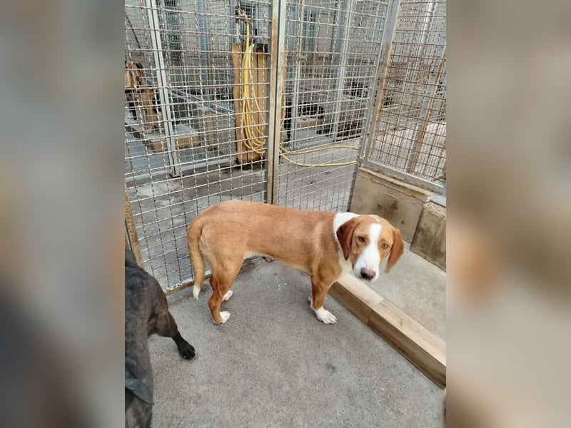 Goldschatz, Bracken Mix Chaplin sucht sein zuhause