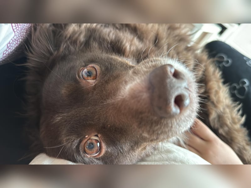 Schüchterner Mischlingsrüde Milo sucht seine Menschen