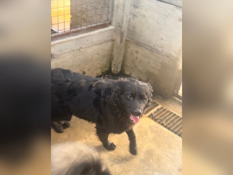 Yoru Traumhund lieber kroatischer Schäferhund Mischling Rüde sucht Zuhause oder Pflegestelle