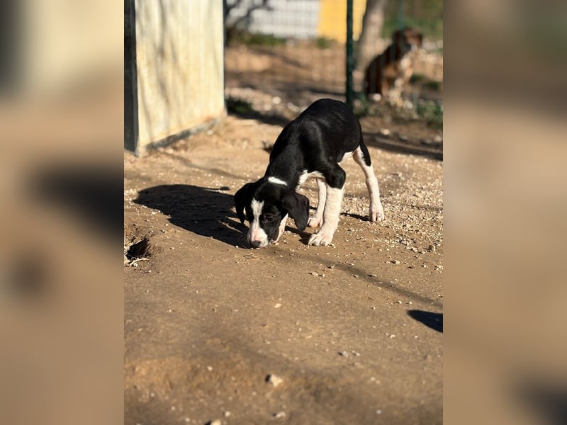 Süßes Welpen Mädchen Nelly sucht ihre Familie