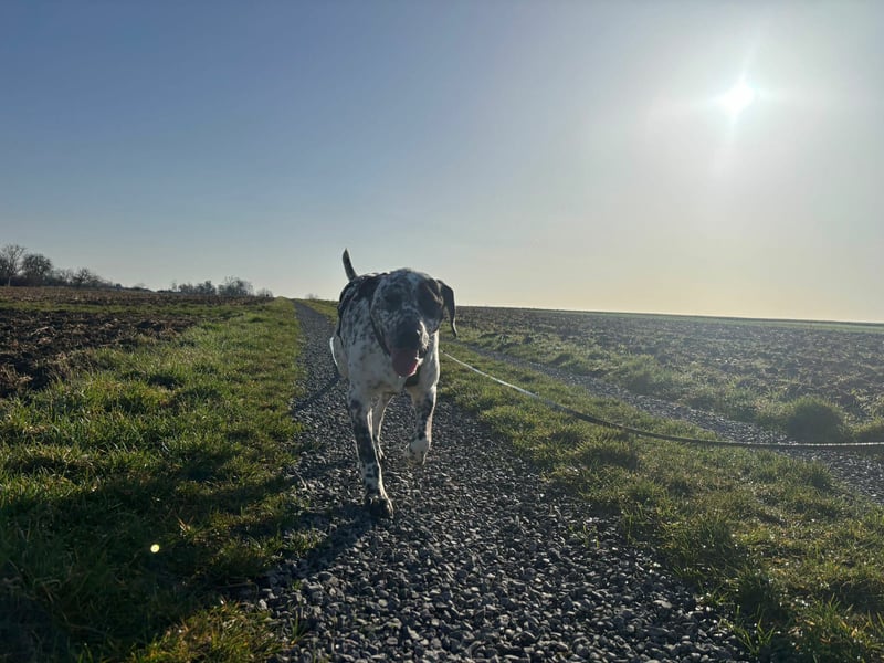 Herzenshund Bobby sucht seine Herzensmenschen