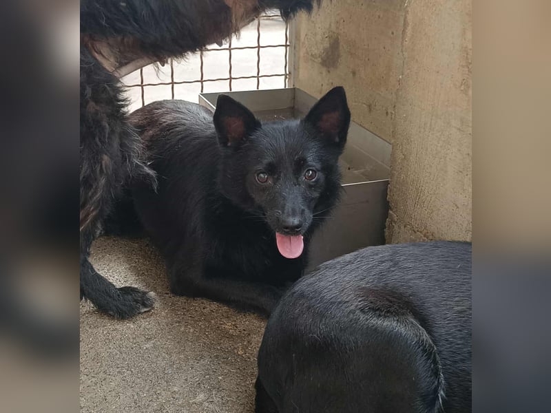 hübsche Mischlings Hündin Summer sucht ein Zuhause oder Pflegestelle