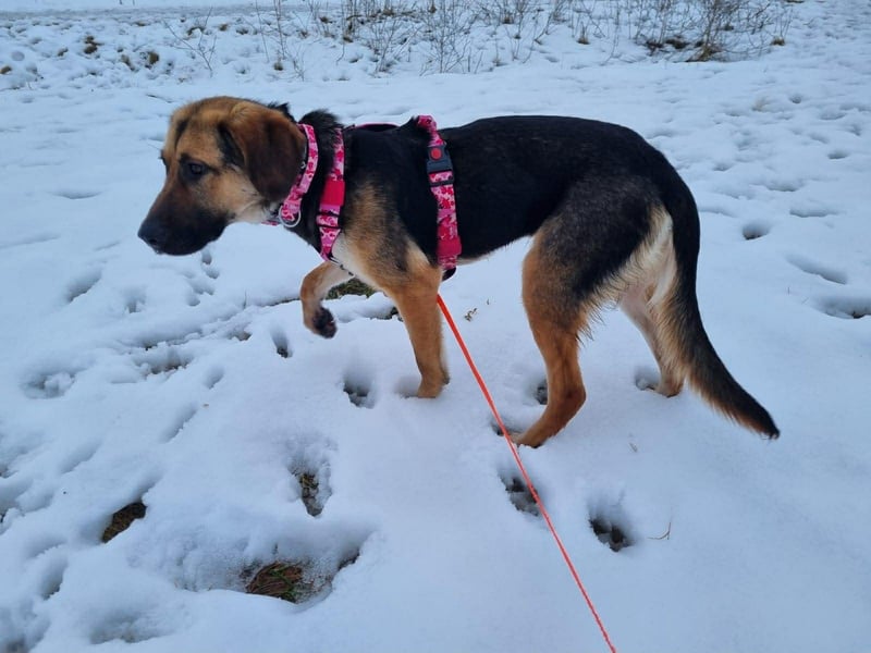 Hübsche Mischlingshündin Jane sucht ihre Kuschelmenschen