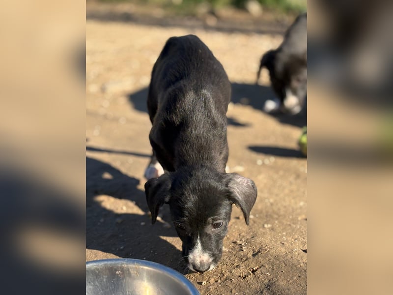 Kleiner Bracken Welpe Mix Nero sucht sein Körbchen