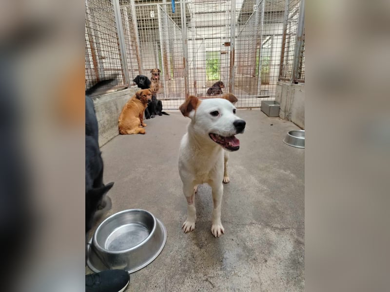lieber Django sucht ein Zuhause oder eine Pflegestelle