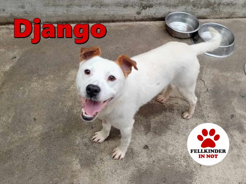 lieber Django sucht ein Zuhause oder eine Pflegestelle