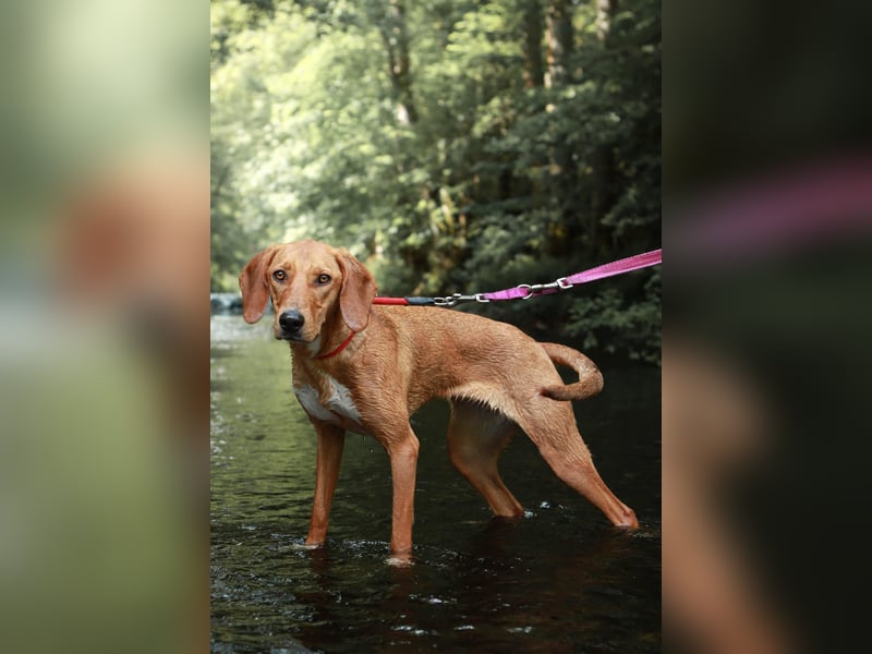 Aktive Jagdhund Mischlingshündin Raquel sucht ihre Menschen