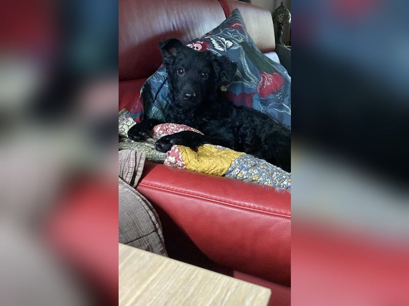 Kleine kroatische Schäferhündin Yuna sucht ihre Familie